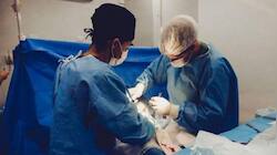 China: 71-Year-Old Man Lives 171 Days Post-Surgery After Pig Liver Transplant