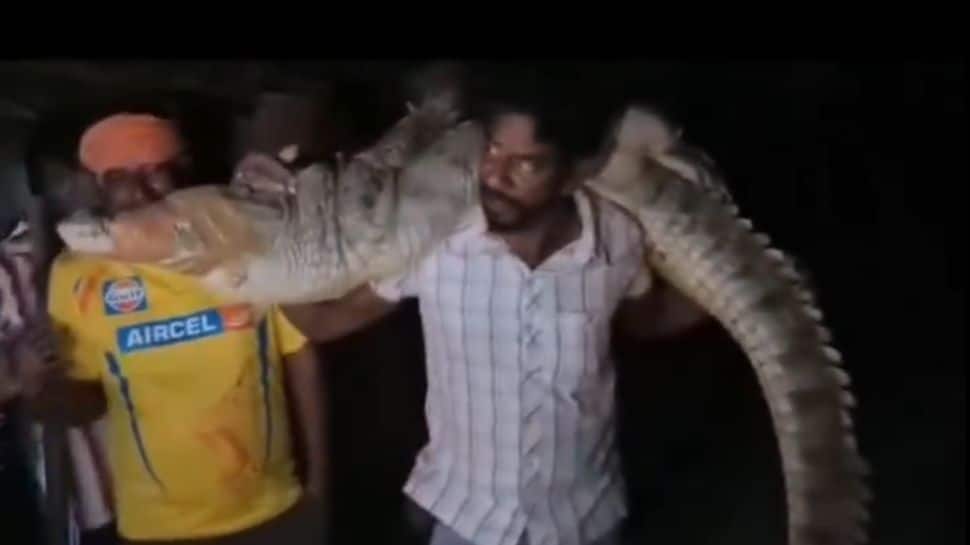 Watch Video: When Authorities Didn’t Arrive, This Man Took Matters Into His Own Hands By Carrying Crocodile On His Shoulder