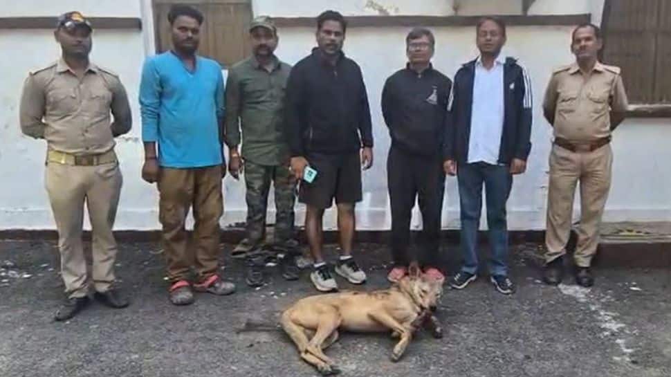 Wolf That Attacked Over 25 People Neutralised In Bahraich, Says Forest Department