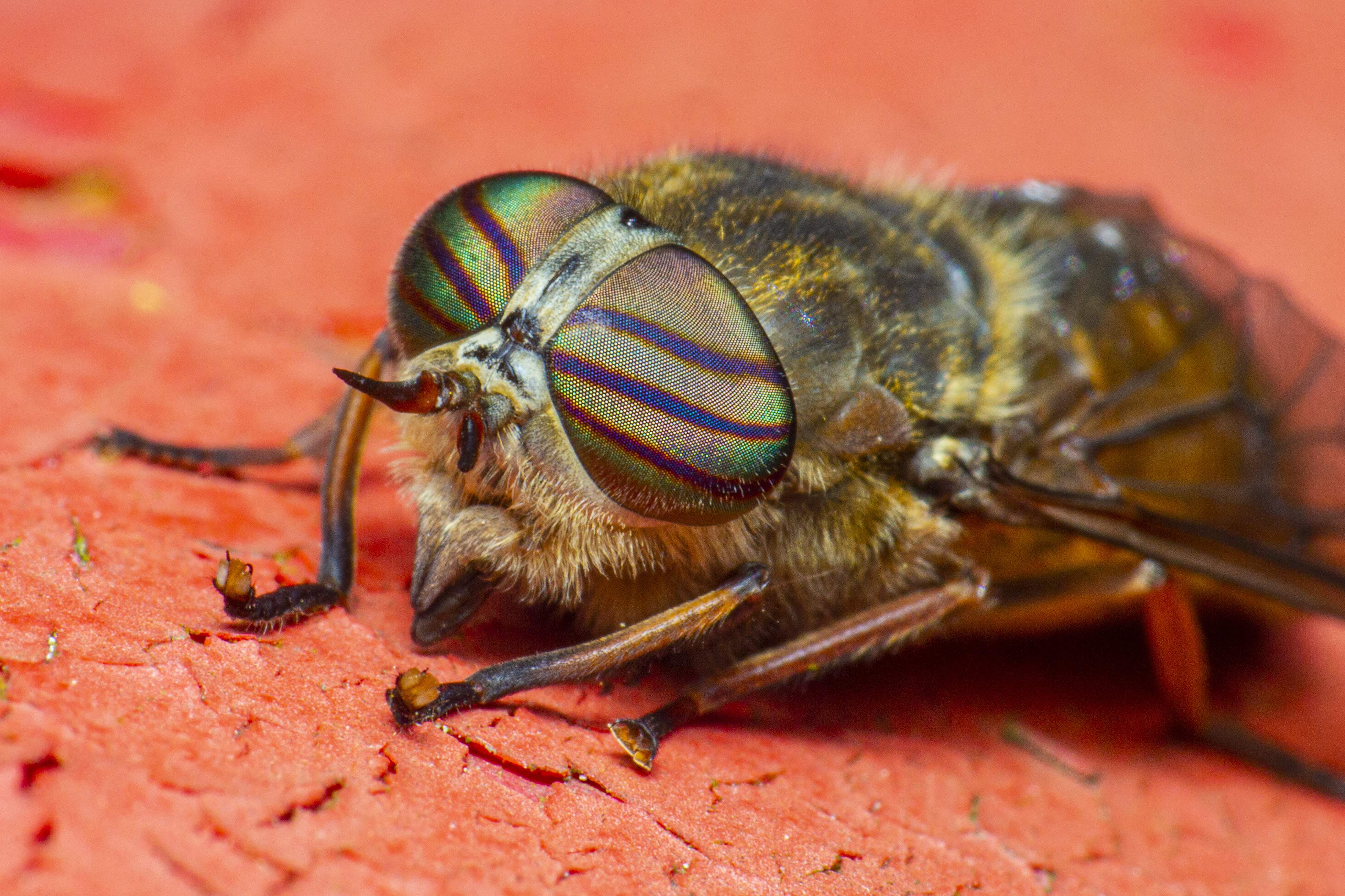 Most Punctual Singer: This Insect Starts Its Concert At 3.8 Sun Degrees Angle