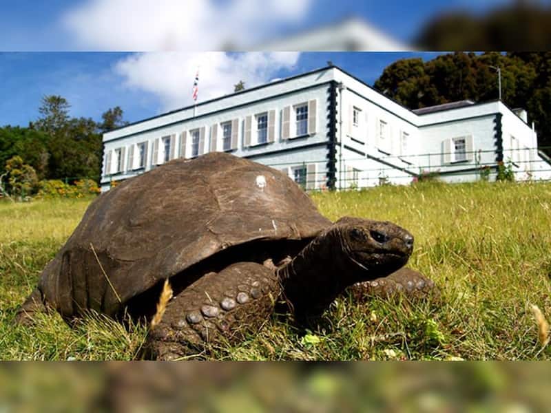 Meet Jonathan, World’s Oldest Living Animal — Older Than Invention Of ...