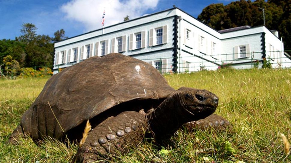 Meet Jonathan, World’s Oldest Living Animal — Older Than Invention Of ...