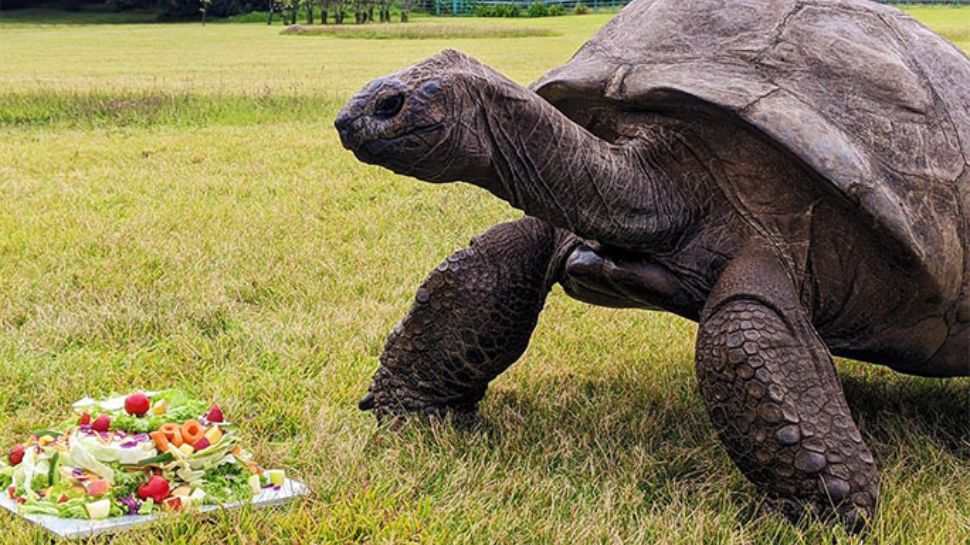 Meet Jonathan, World’s Oldest Living Animal — Older Than Invention Of ...