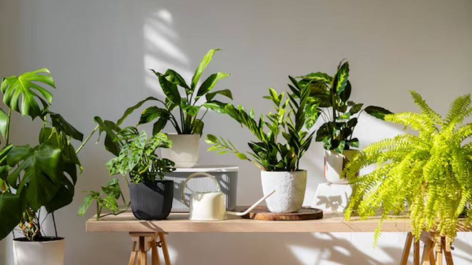 Plants For Bhai Dooj Gifts