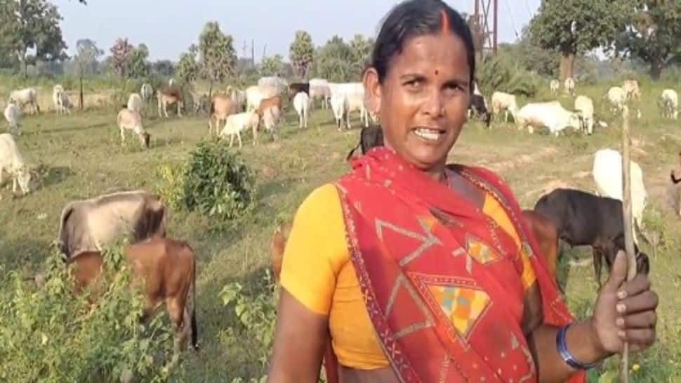 Incredible Tradition Lives On In Jharkhand: Entire Village’s Cattle Grazed, Managed By One Family At A Time