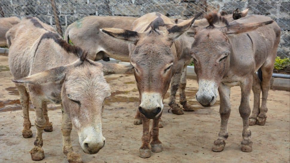 China Kills Millions Of Donkeys Every Year To Make This ‘Miracle’ Youth Serum