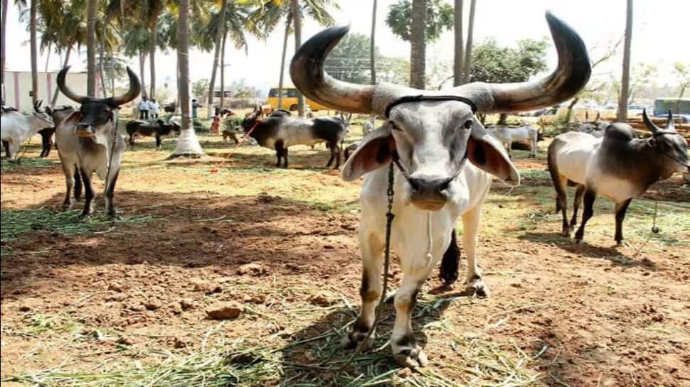 200 Years Old, South India’s Biggest Cattle Market – Can You Name Where It Thrives?