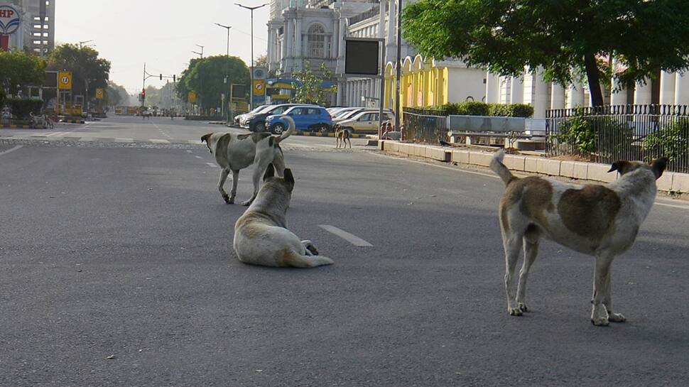 Supreme Court Nudges States, UTs Over Stray Dogs Menaces, Says, `India Shown In Bad Light`