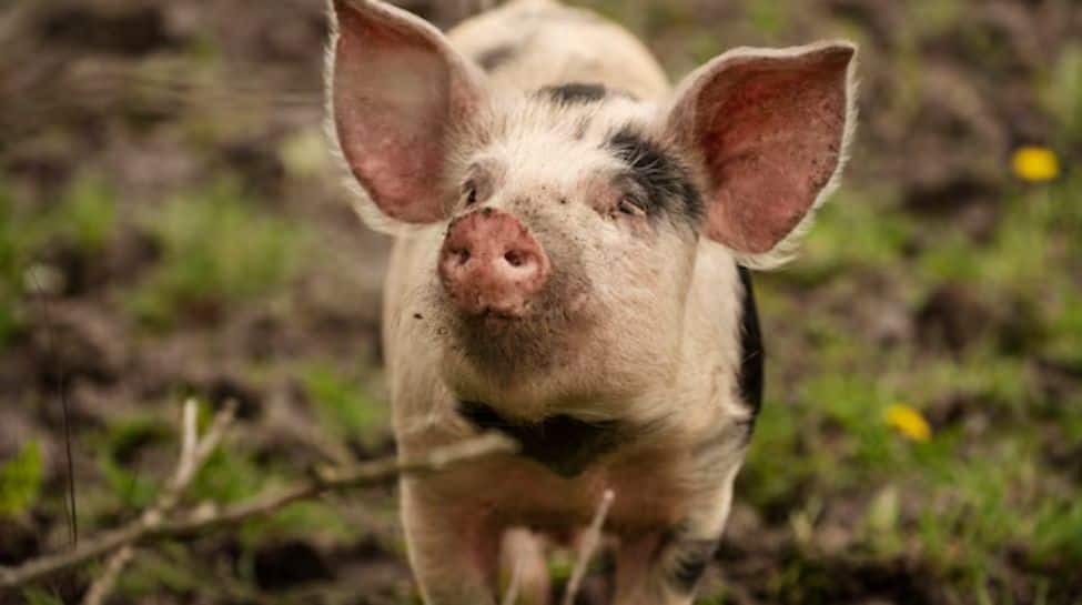 8. Pig