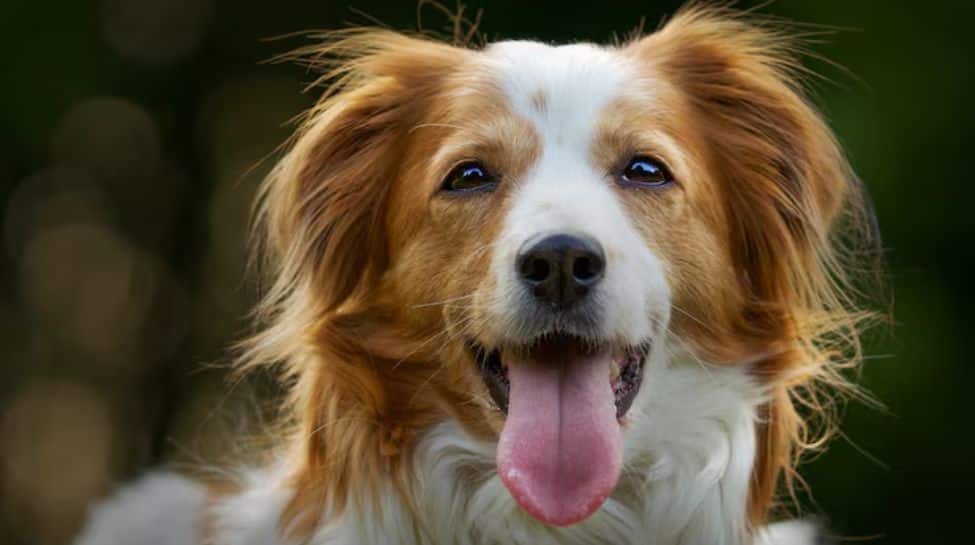7. Dog