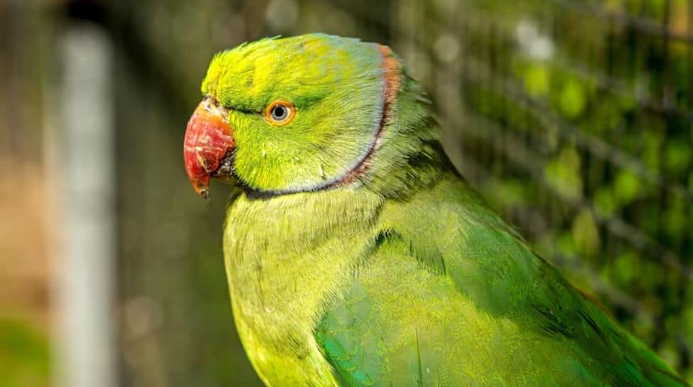 6. Parrot
