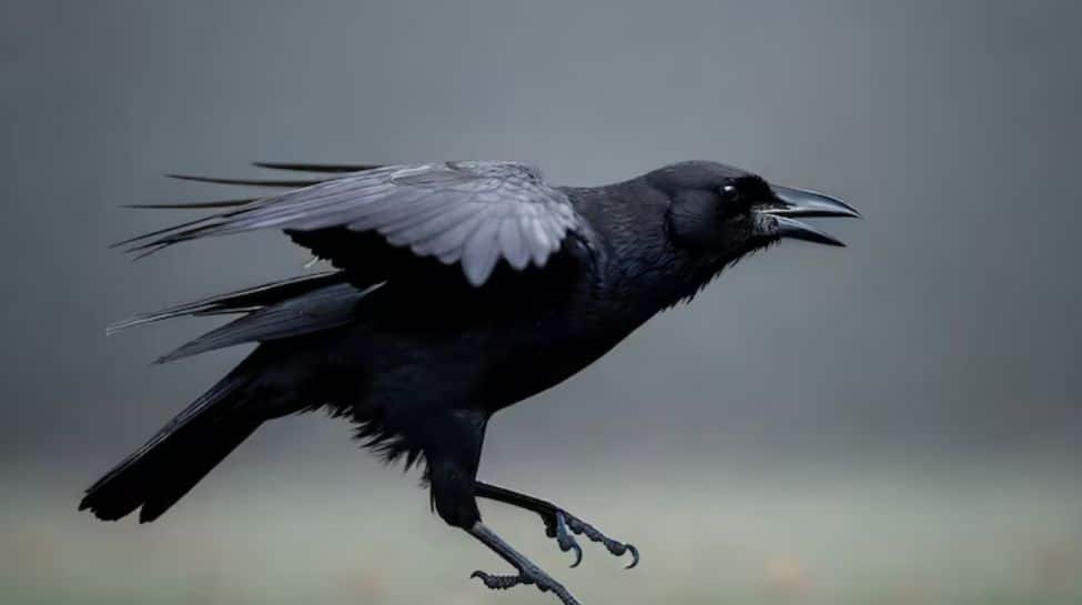 4. Crow