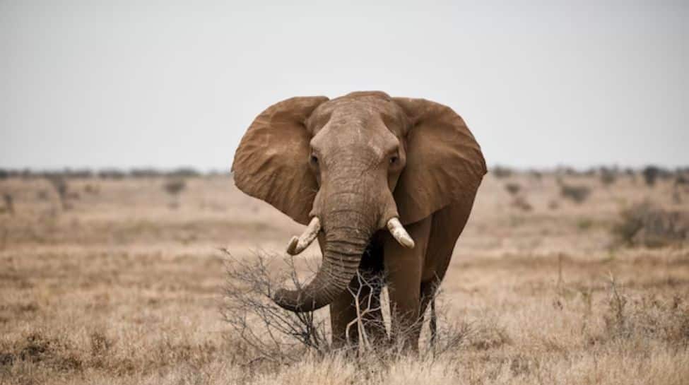 3. Elephant