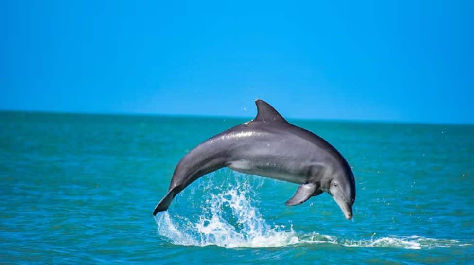 2. Dolphin