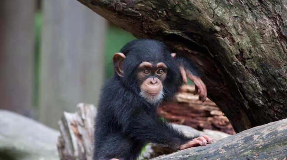 1. Chimpanzee