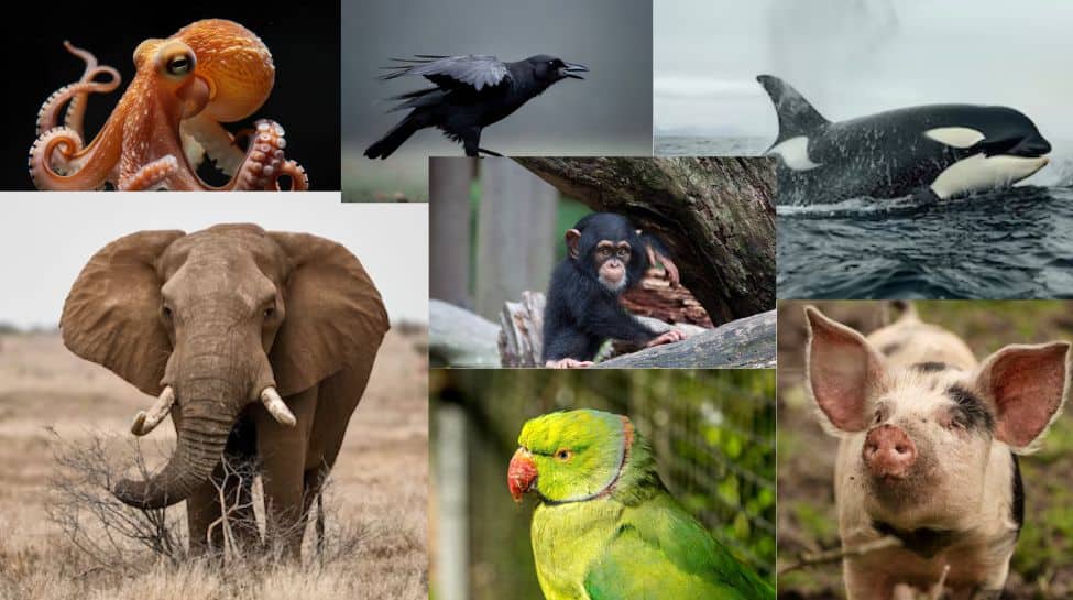 10 Animals With The Sharpest Brain In The World