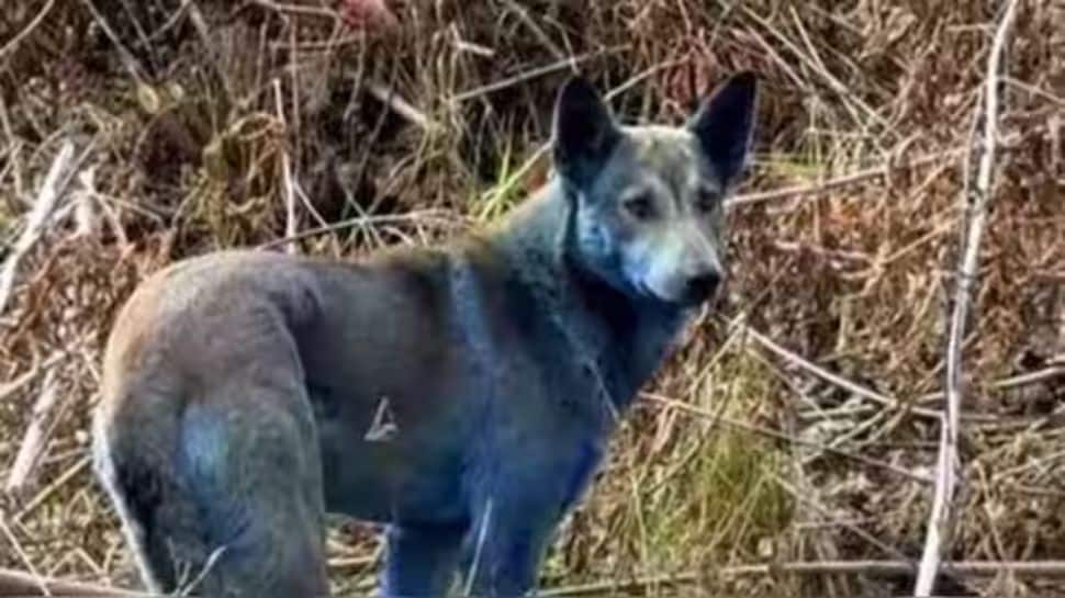 Is 1986 Nuclear Ghost Back To Haunt? Dogs Turning Blue In Ukraine’s Chernobyl, Mysterious Change Stuns The World