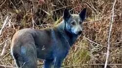 1986 Nuclear Ghost Returns? Dogs Turning Blue In Ukraine’s Chernobyl