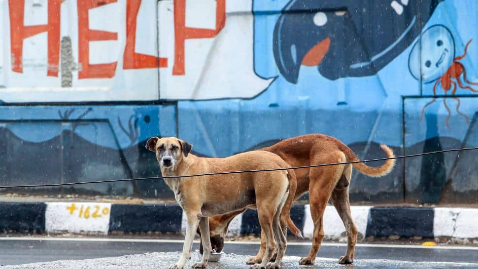 No Respect For Court Orders: SC Slams States Again Over Stray Dog Case, Says `Everyone Is Asleep`