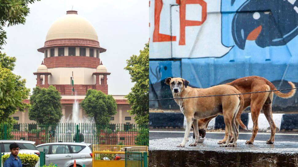 No Respect For Court Orders: SC Slams States Again Over Stray Dog Case, Says `Everyone Is Asleep`