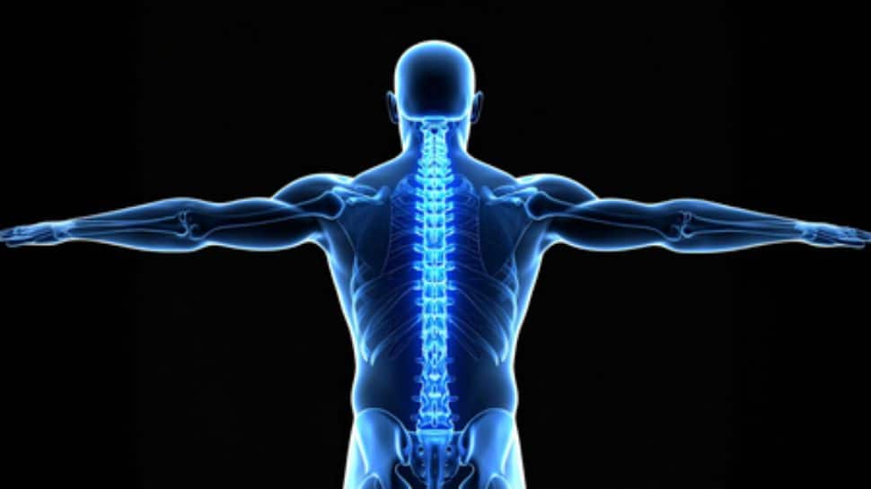 New Hope For Osteoporosis: Japanese Researchers Successfully Regenerate Bone Using Stem Cells