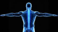 Japanese Researchers Successfully Regenerate Bone Using Stem Cells