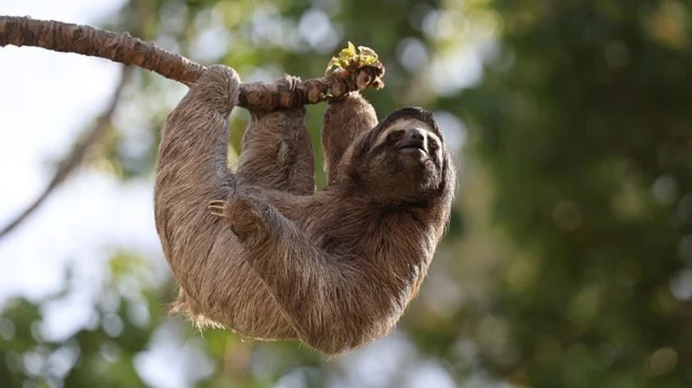 Sleep Less Creature Animals That Sleep The Most: These Lazy Creatures Snooze Up To 20 Hours ...