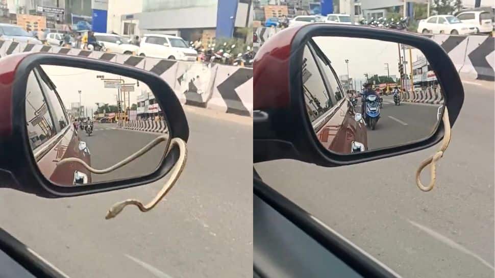 Terrifying Video | Snake Slithers Out Of Car Mirror, Leaving Internet Horrified Terrifying Video | Snake Slithers Out Of Car Mirror, Leaving Internet Horrified