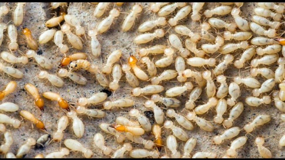 Why Termites Always Find Their Way Back? Here’s How You Can Get Rid Of ...
