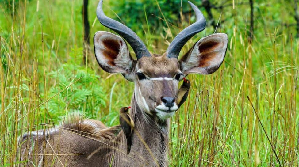 Bacterial Infection Kills 31 Blackbucks At Karnataka Zoo