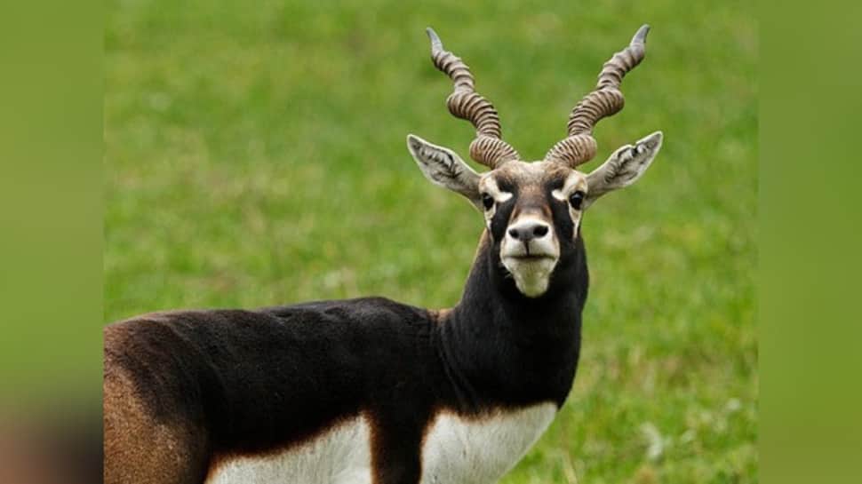 K’taka Blackbuck Deaths: Zoo Issues Warning Amid Disease Fears, Toll Rises To 31