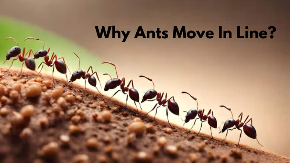 Why Ants Move In A Line? Know The Secret Reason Behind Their Discipline