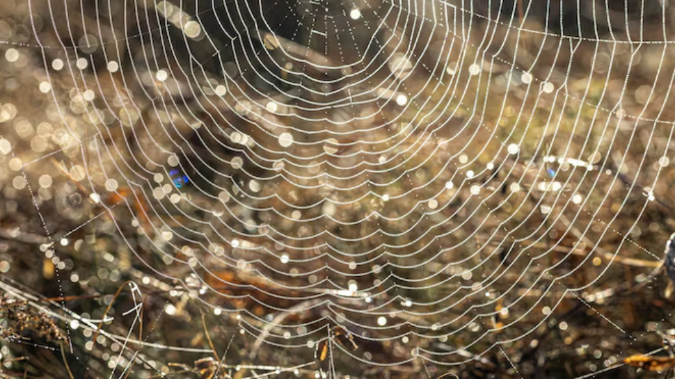 World s Largest Spider Web 1 11 000 Spiders In One Place Spans Half world-s-largest-spider-web-1-11-000-spiders-in-one-place-spans-half