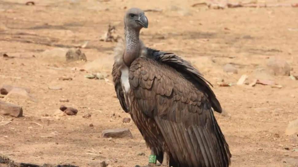 Meet ‘Marich’: The Vulture Who Flew 15,000 Km Across 4 Nations To India