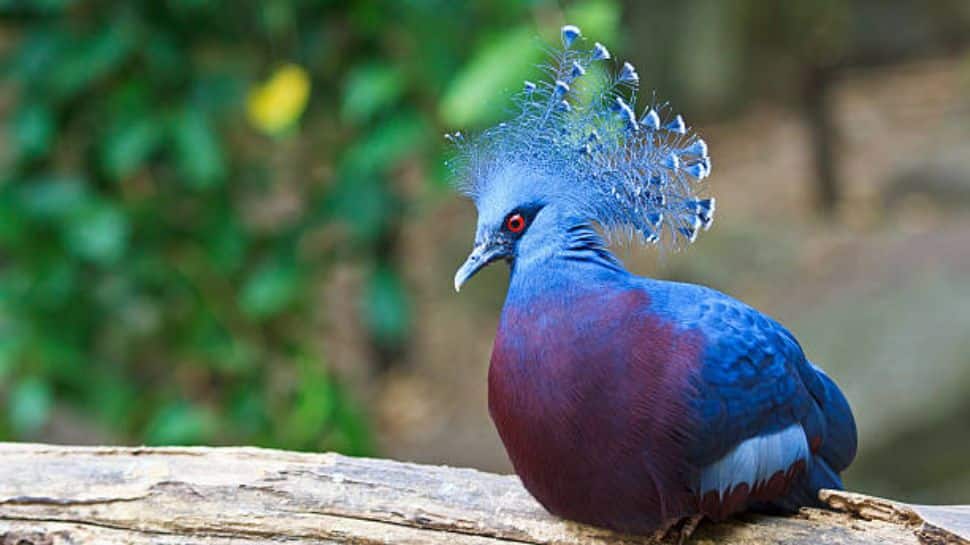 Victoria Crowned Pigeon Victoria Crowned Pigeon