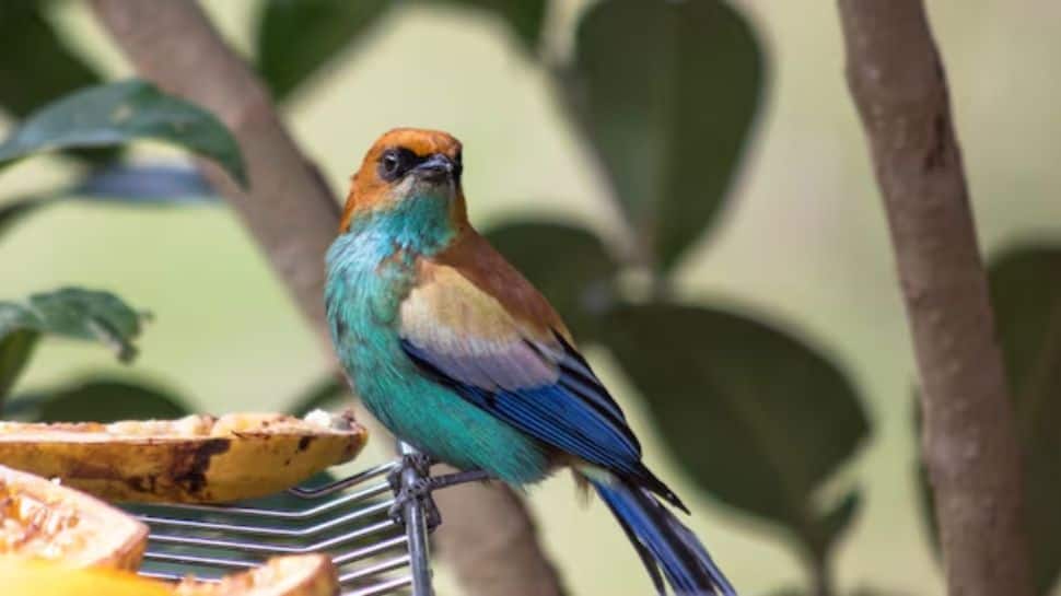 Paradise Tanager Paradise Tanager