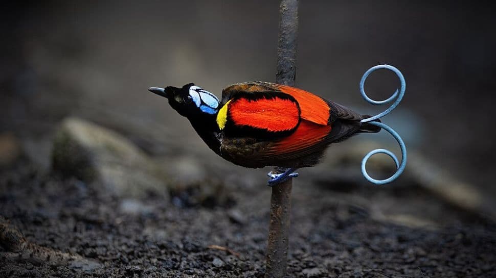 Wilson’s Bird-of-Paradise Wilson’s Bird-of-Paradise