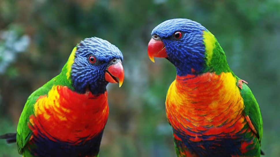 Rainbow Lorikeet Rainbow Lorikeet