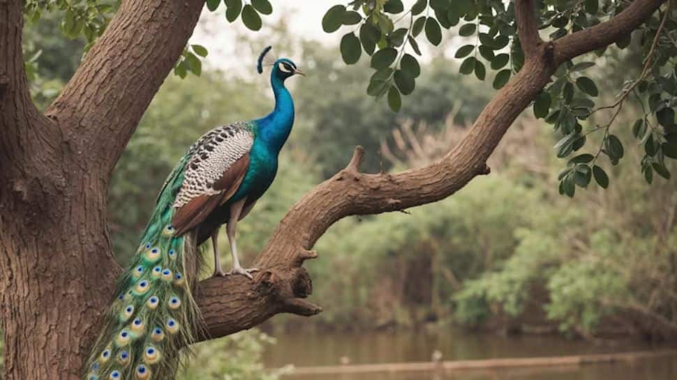 Indian Peafowl (Peacock) Indian Peafowl (Peacock)