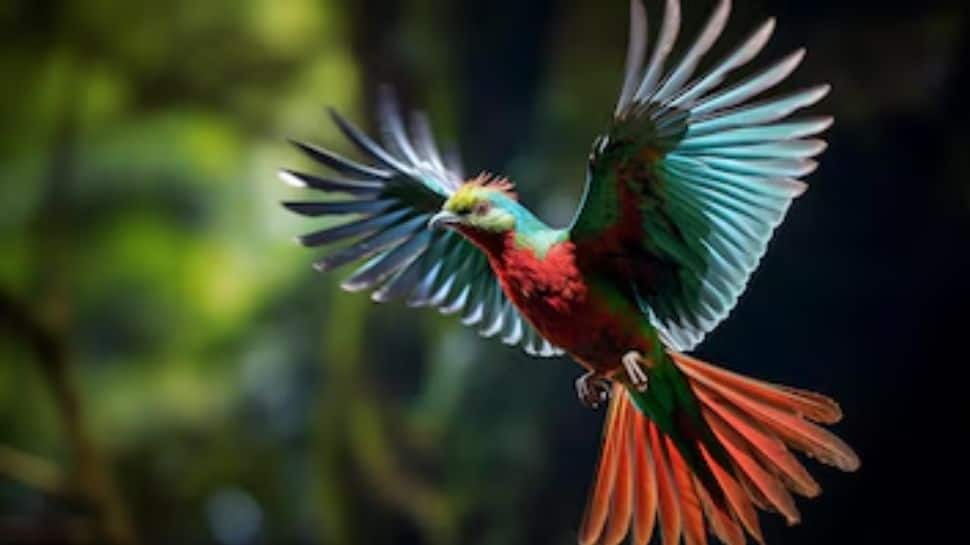 Resplendent Quetzal Resplendent Quetzal