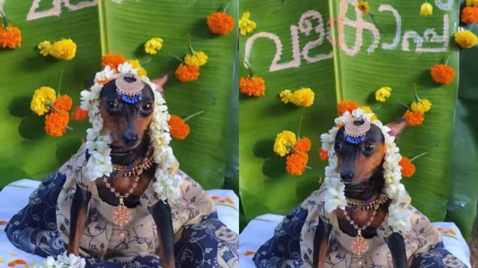 Viral Video: Pregnant Pup’s Grand Baby Shower Is Winning Hearts Online | Netizens Can’t Handle Adorableness