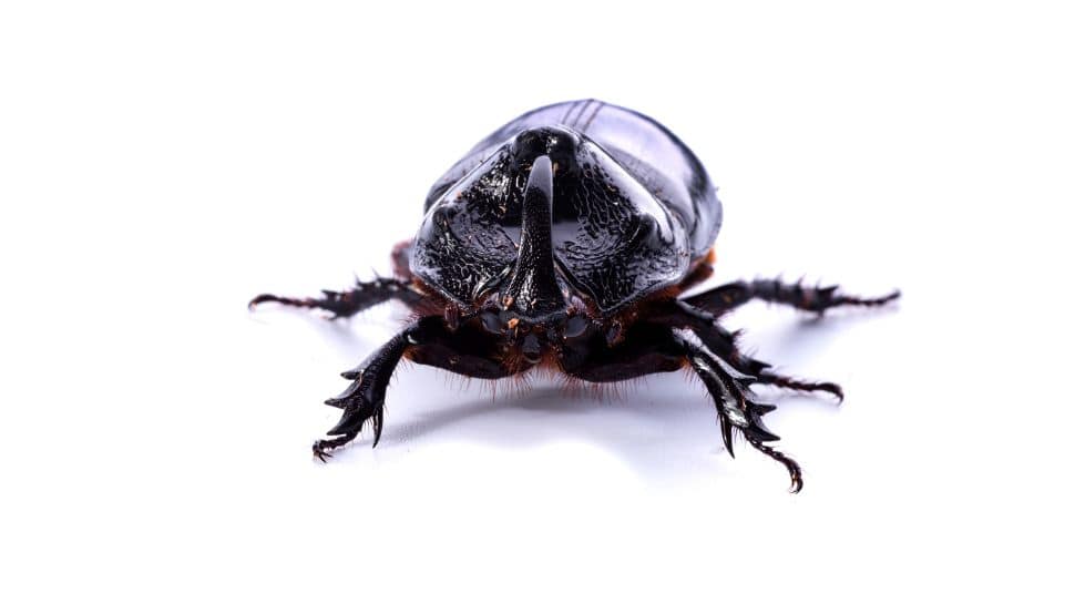 The Bloodsucking Spy! Bedbugs Transform Into Secret Agents In Mind-Blowing Scientific Breakthrough