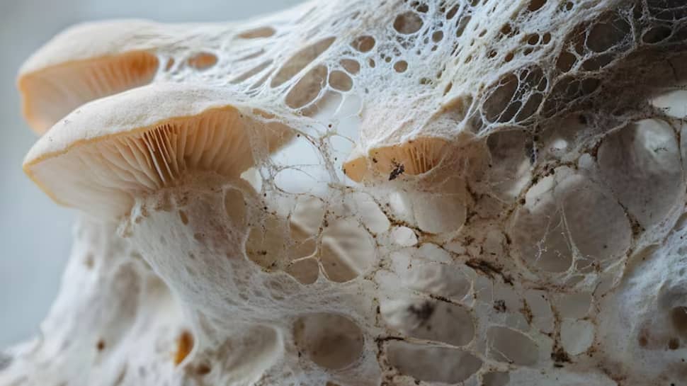 Chernobyl’s Mysterious Black Fungus: Has It Really Evolved the Power To Feed On Radiation?