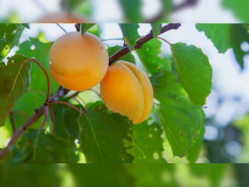 Zero Crime, Zero Stress