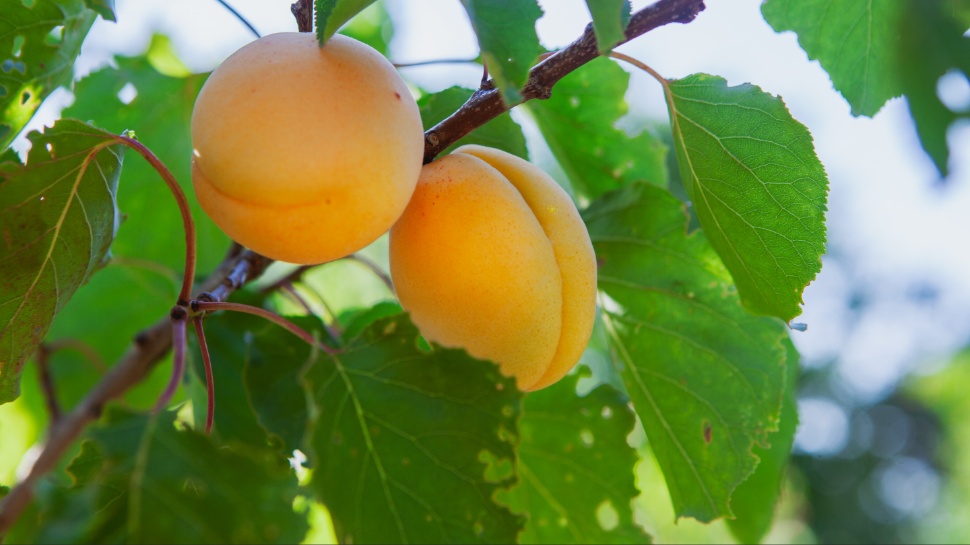 Zero Crime, Zero Stress