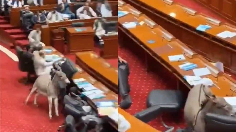 Breaking Donkey News: An Animal Gatecrashes Pakistan Parliament, Steals The Show From Politicians | Is Video Real Or Fake? WATCH