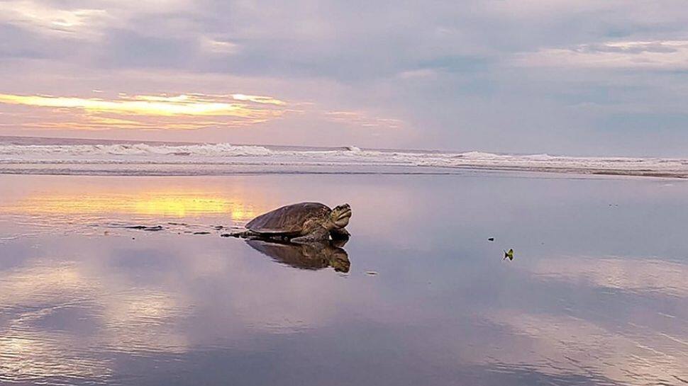 Velas, Maharashtra – The Village of Turtles