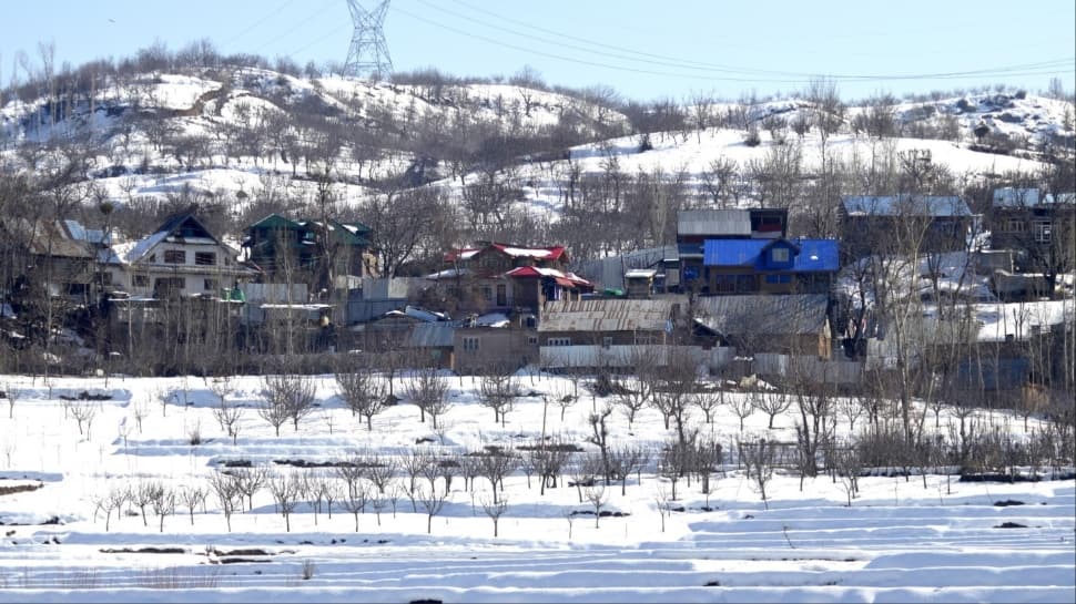 Climate Change Disrupts Bear Hibernation In Kashmir, Triggering Surge In Human-Wildlife Conflict