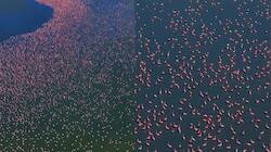 Watch: Thousands Of Flamingos Turn Rajasthan’s Sambhar Lake In Shades Of Pink