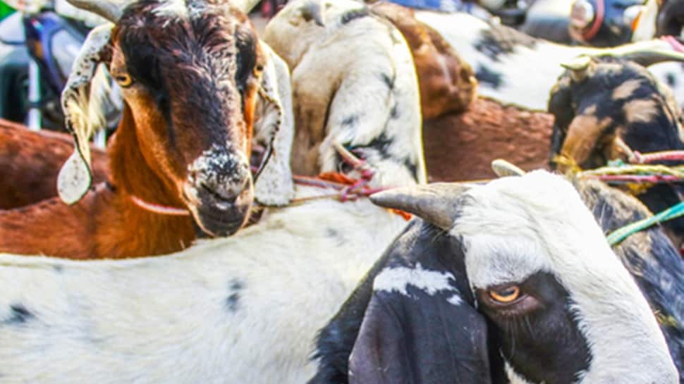 Bihar: Robbers Posing As Police Steal Goats Purchased Under CM’s Scheme